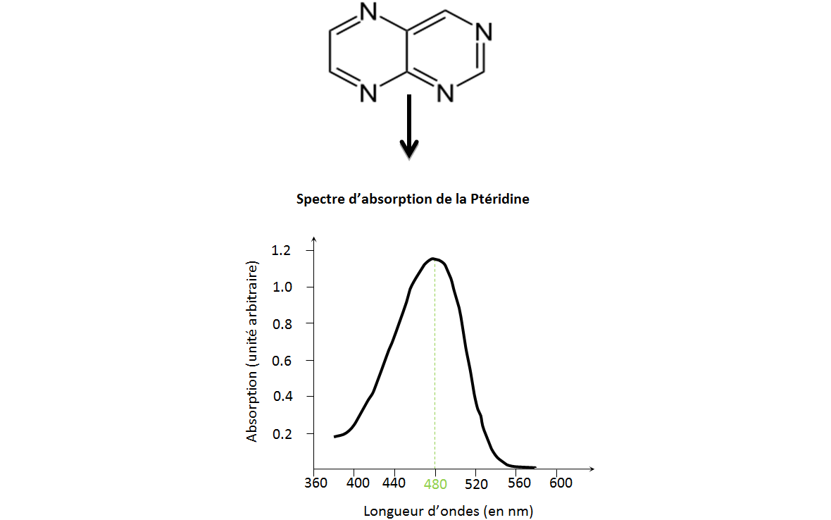 Spectre d'absorption de la ptéridine