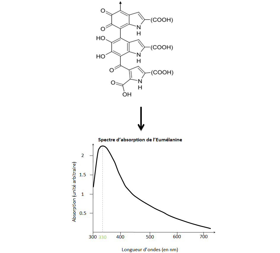 Spectre d'absorption de l'eumélanine